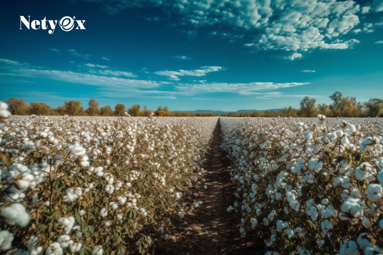 Organic Cotton: The New Trend in Global Markets