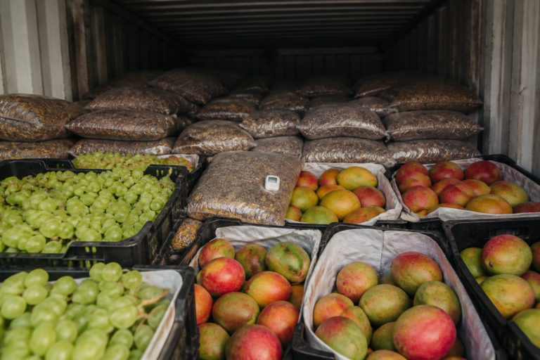 Managing Reefer Container Loggers: Preventing Spoilage in Perishable Agricultural Exports