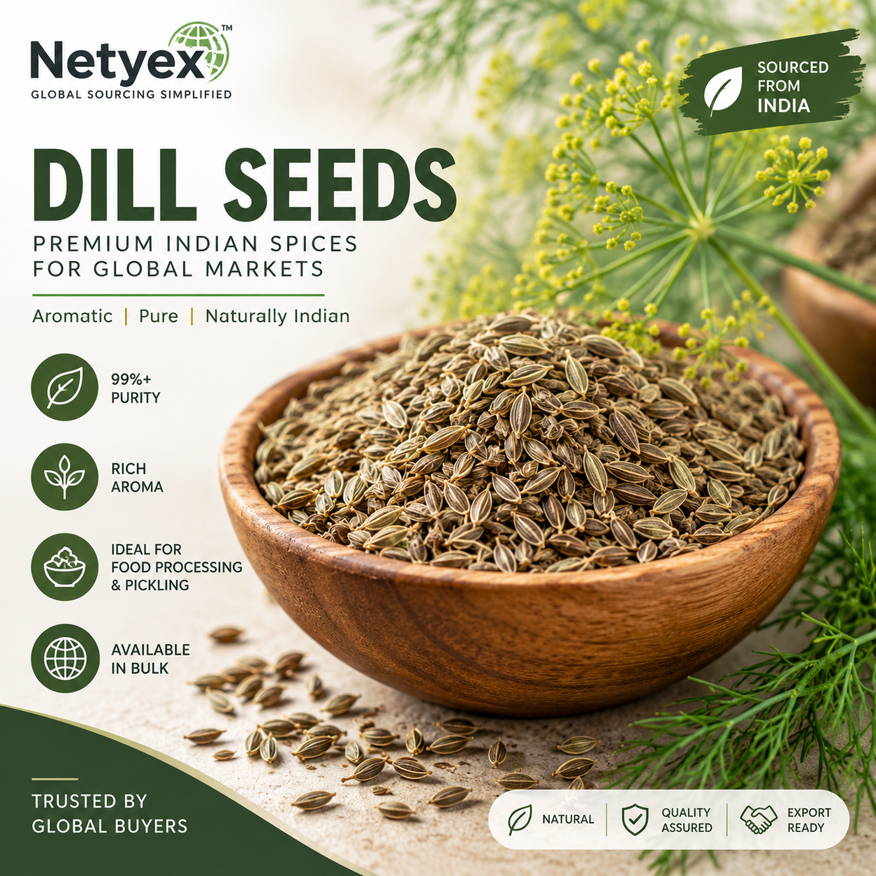 Premium Indian Dill Seeds for Wholesale & Bulk Buyers